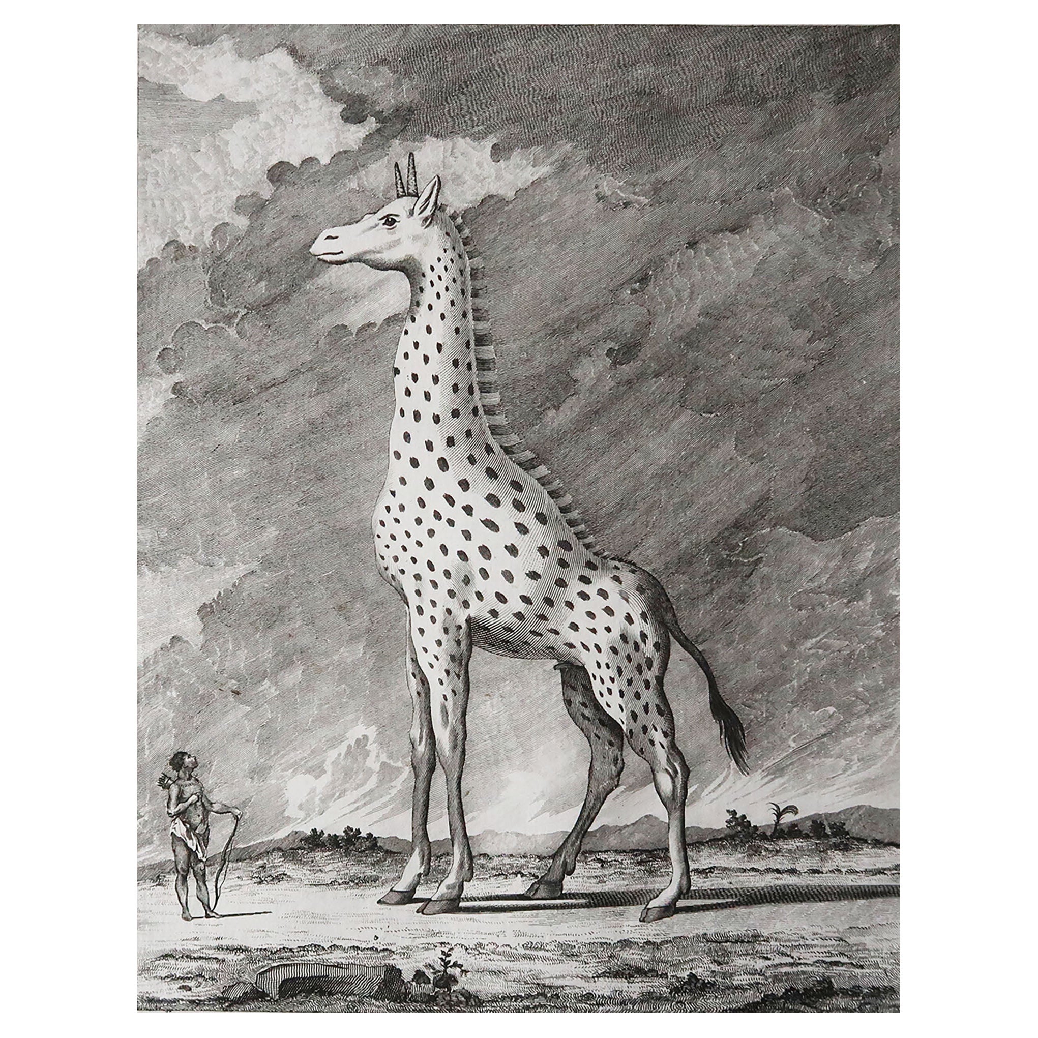 Original Antique Print of A Giraffe, Circa 1790