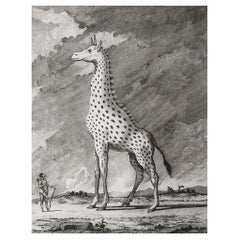 Original Antique Print of A Giraffe, Circa 1790
