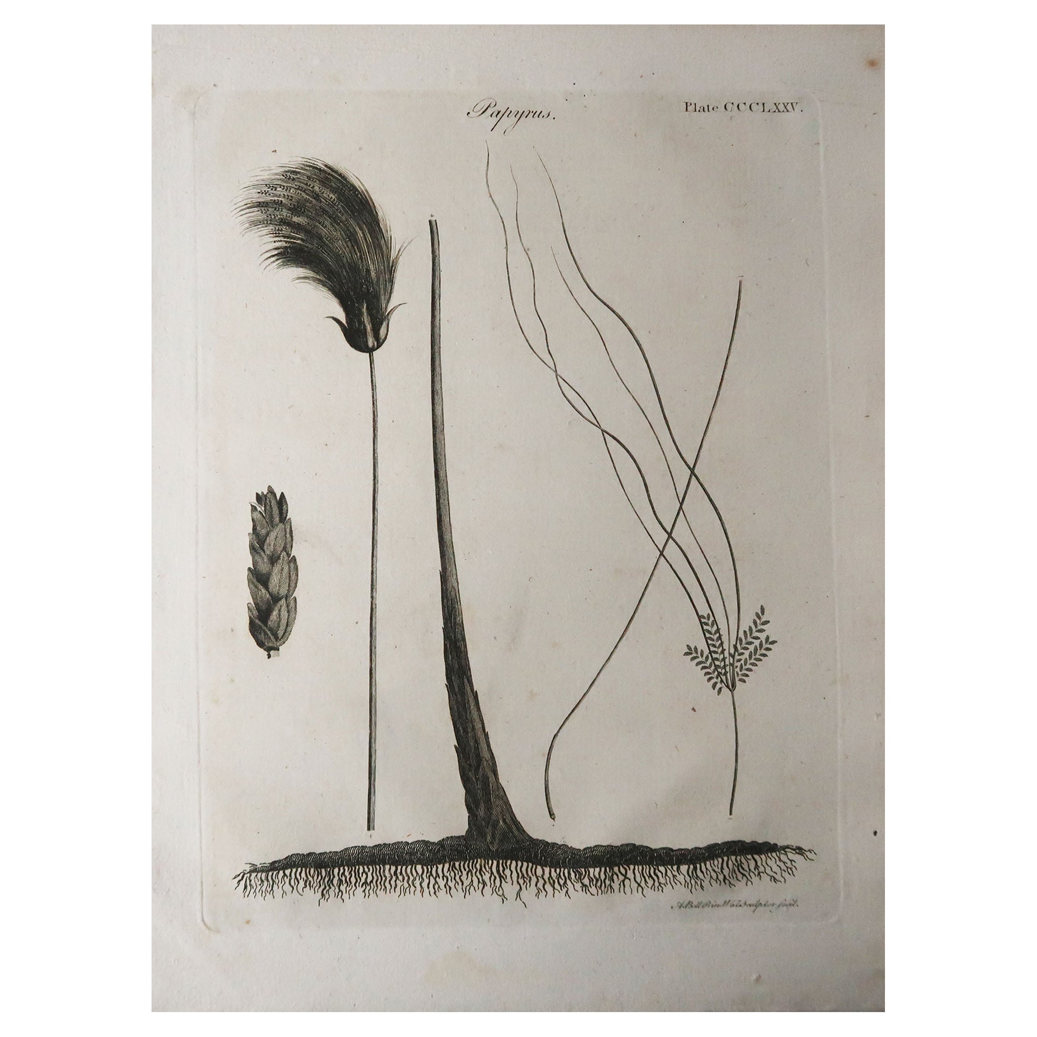 Original Antique Print of Papyrus Grass, Circa 1790 For Sale