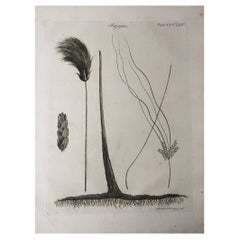 Original Antique Print of Papyrus Grass, Circa 1790