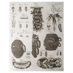 Original Antique Print of Bees, Circa 1790