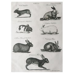 Original Antique Print of Rabbits, Circa 1790