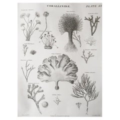 Original Antique Print of Corals, Dated 1818