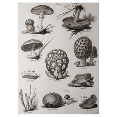 Original Antique Print of Mushrooms, Dated 1802
