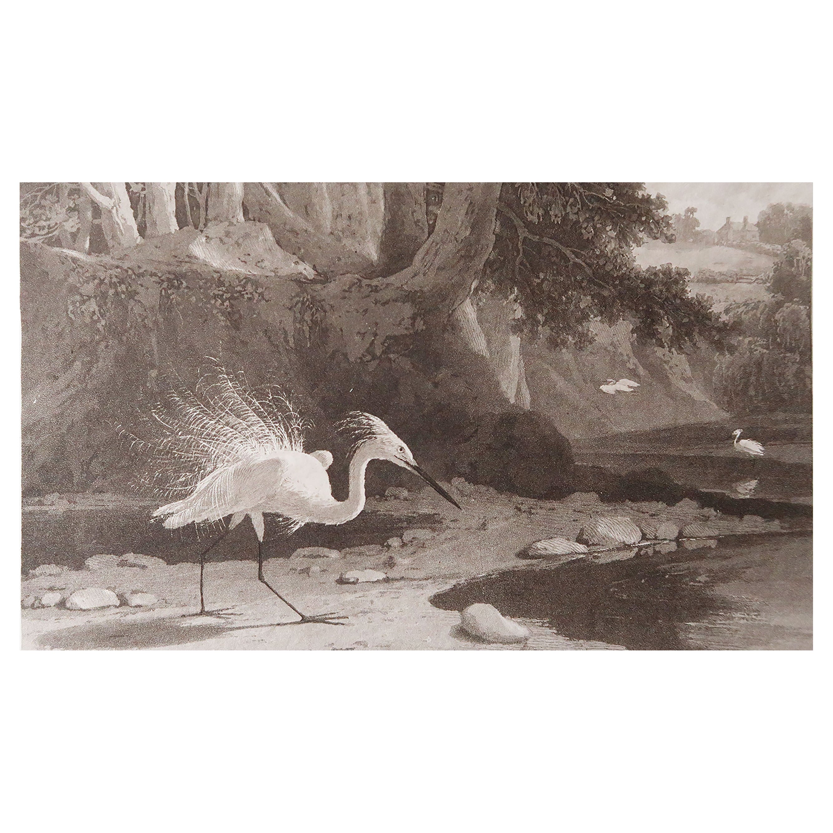 Original Antique Print of An Egret After William Daniell, Dated 1812 For Sale