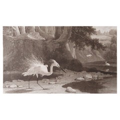 Original Antique Print of An Egret After William Daniell, Dated 1812