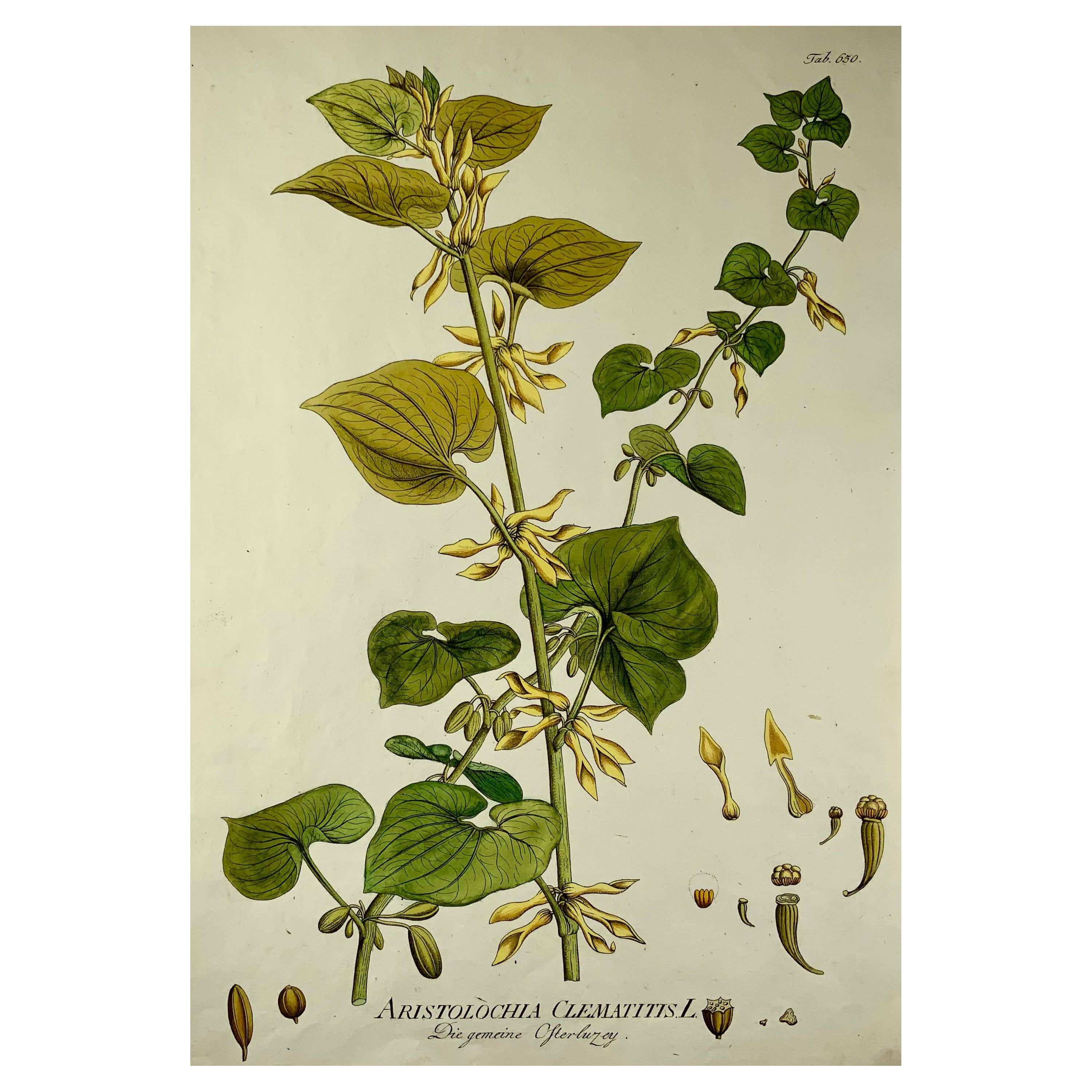 1788 J. J. Plenck, Aristolochia Clematitis, Birthwort, Large folio, Hand colored For Sale