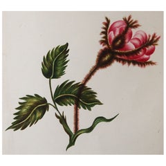 Original Antique Botanical Print . Circa 1840