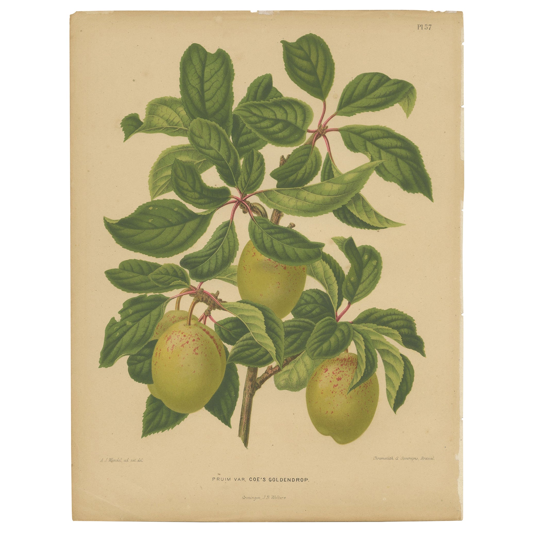 Antique Hand-Colored Flower Print of the Coe's Golden Drup Plum, 1879