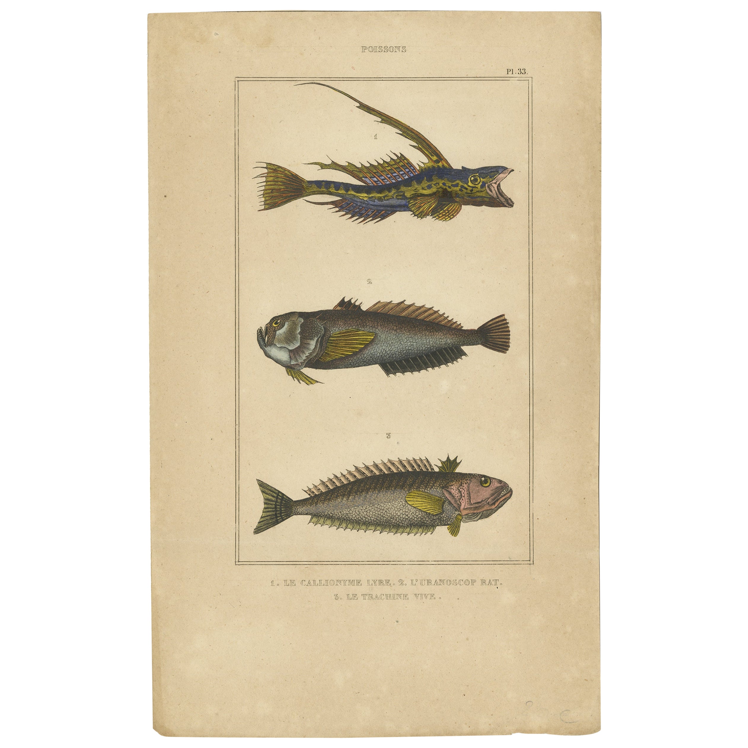 Antique Print of the Common Dragonet and Other Fish Species, circa 1844 For Sale