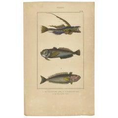 Impression ancienne du dragon commun et d'autres spécimens de poissons, 1844