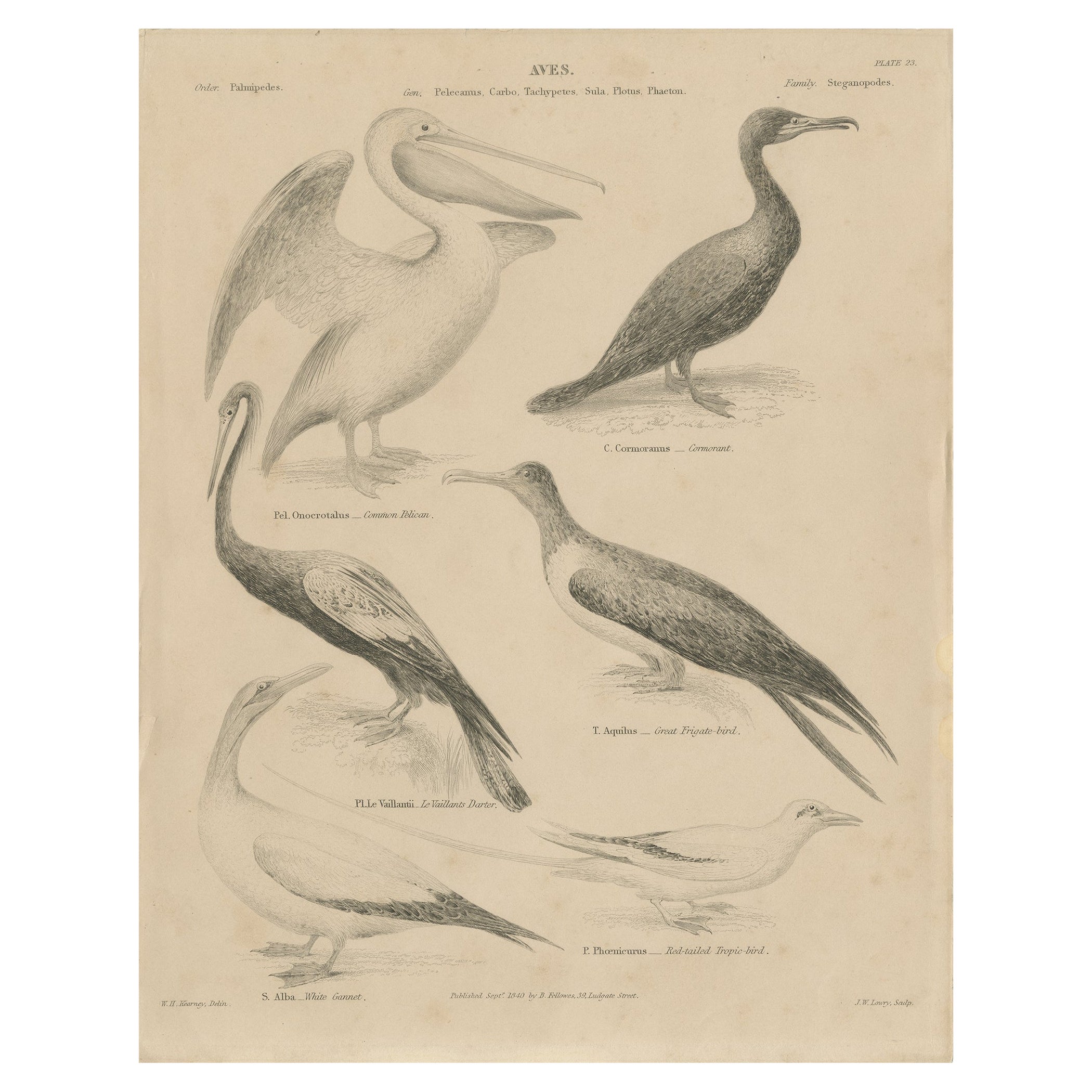 Impression ancienne du pélican, du cormoran et d'autres oiseaux communs, 1840 en vente