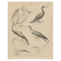 Impression ancienne du pélican, du cormoran et d'autres oiseaux communs, 1840