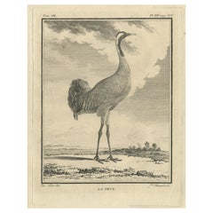 Old Engraving of the Crane Bird, One of Fifteen Different Crane Species, 1795