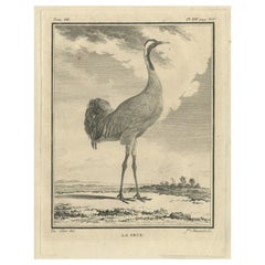 Antique Old Engraving of the Crane Bird, One of Fifteen Different Crane Species, 1795