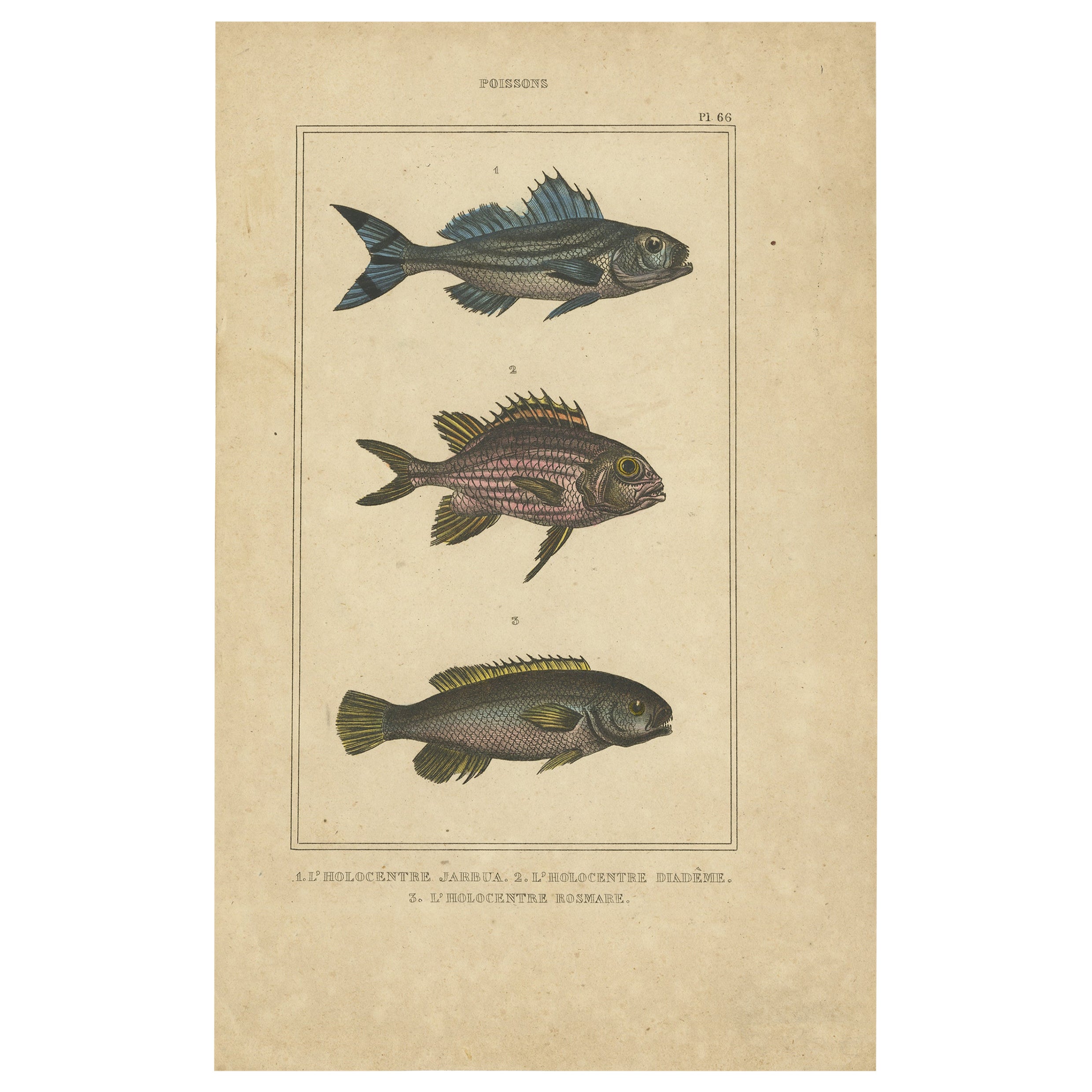 Impression ancienne de l'écureuil couronné et d'autres spécimens de poissons, 1844 en vente