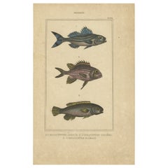 Impression ancienne de l'écureuil couronné et d'autres spécimens de poissons, 1844
