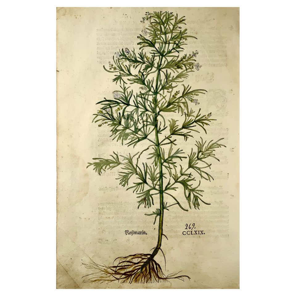 Ernst Fuchs Etching Flora Okuli For Sale at 1stDibs
