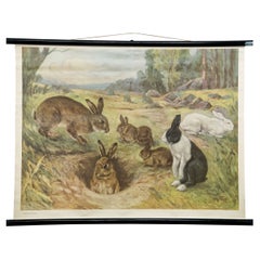 Vintage Mural Rollable Animal Wall Chart Rabbit Bunny Poster