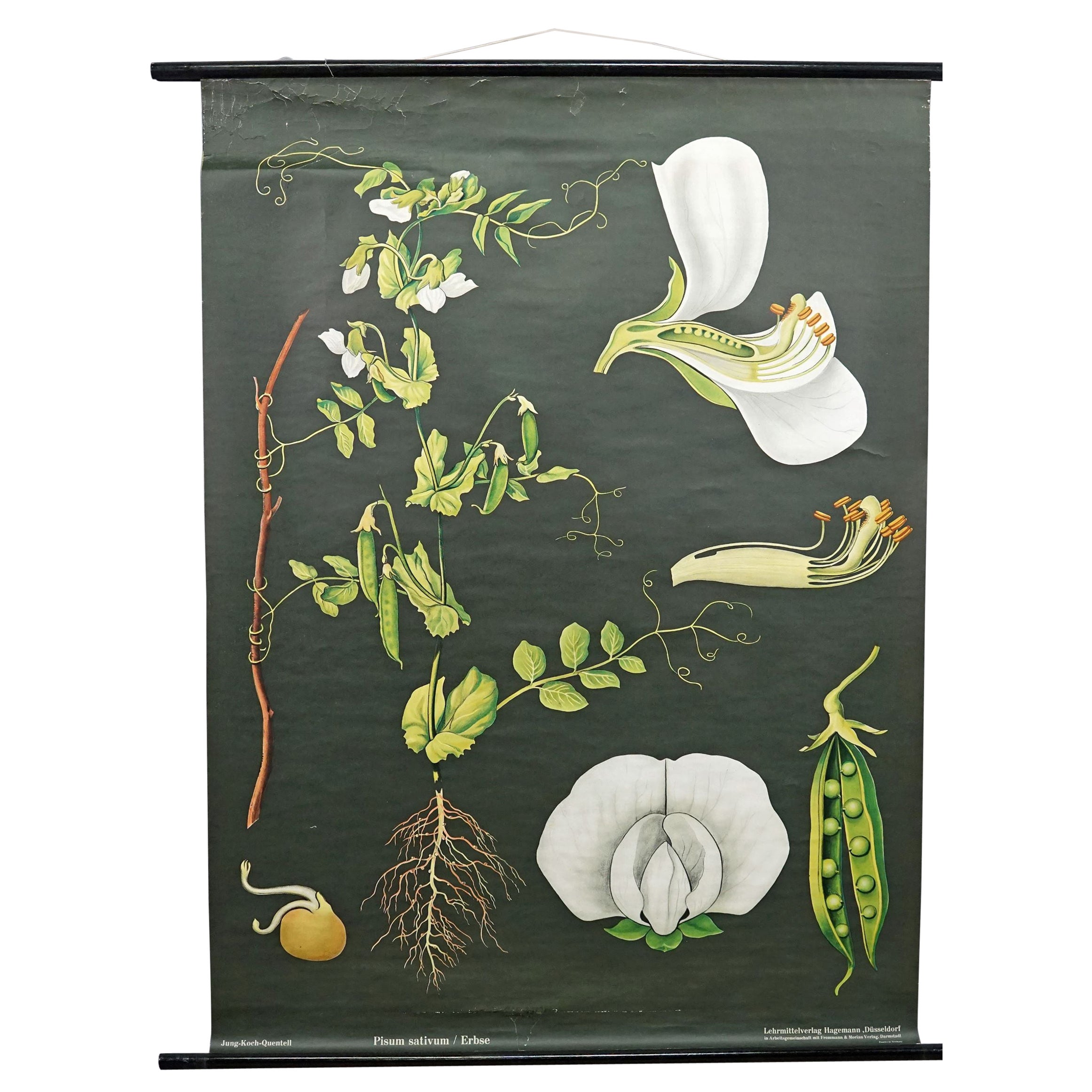 Jung Koch Quentell Cottagecore Vintage-Wandtafel, botanisch im Angebot