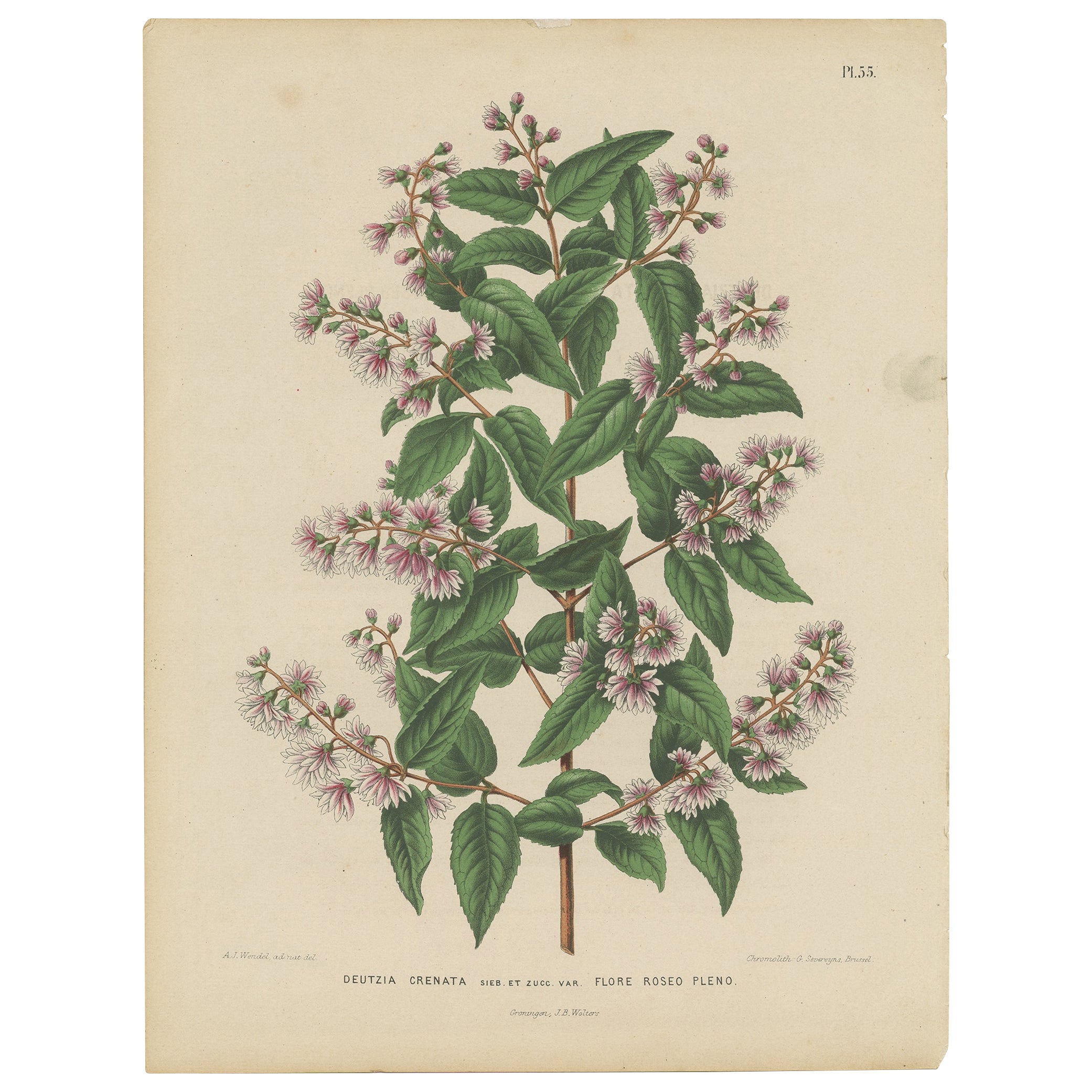 Antique Handcolored Flower Print of the Deutzia Crenata, 1868 For Sale
