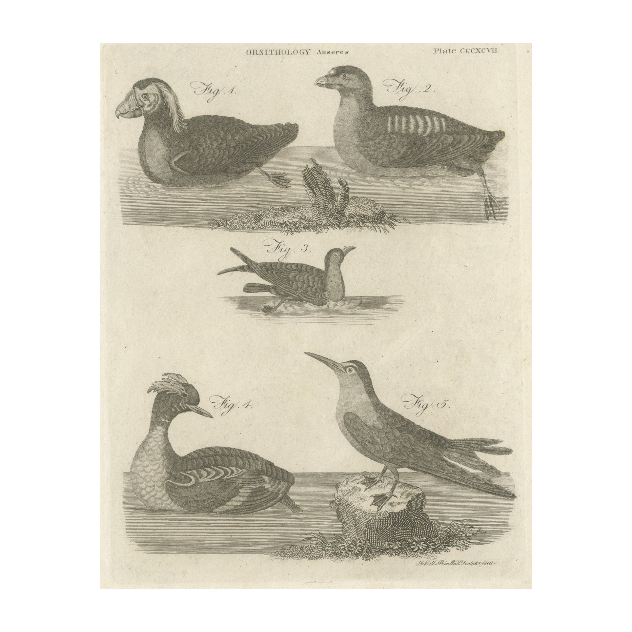 Rare Antique Print of Ducks and Other Birds, 1810 For Sale