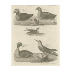 Rare Antique Print of Ducks and Other Birds, 1810
