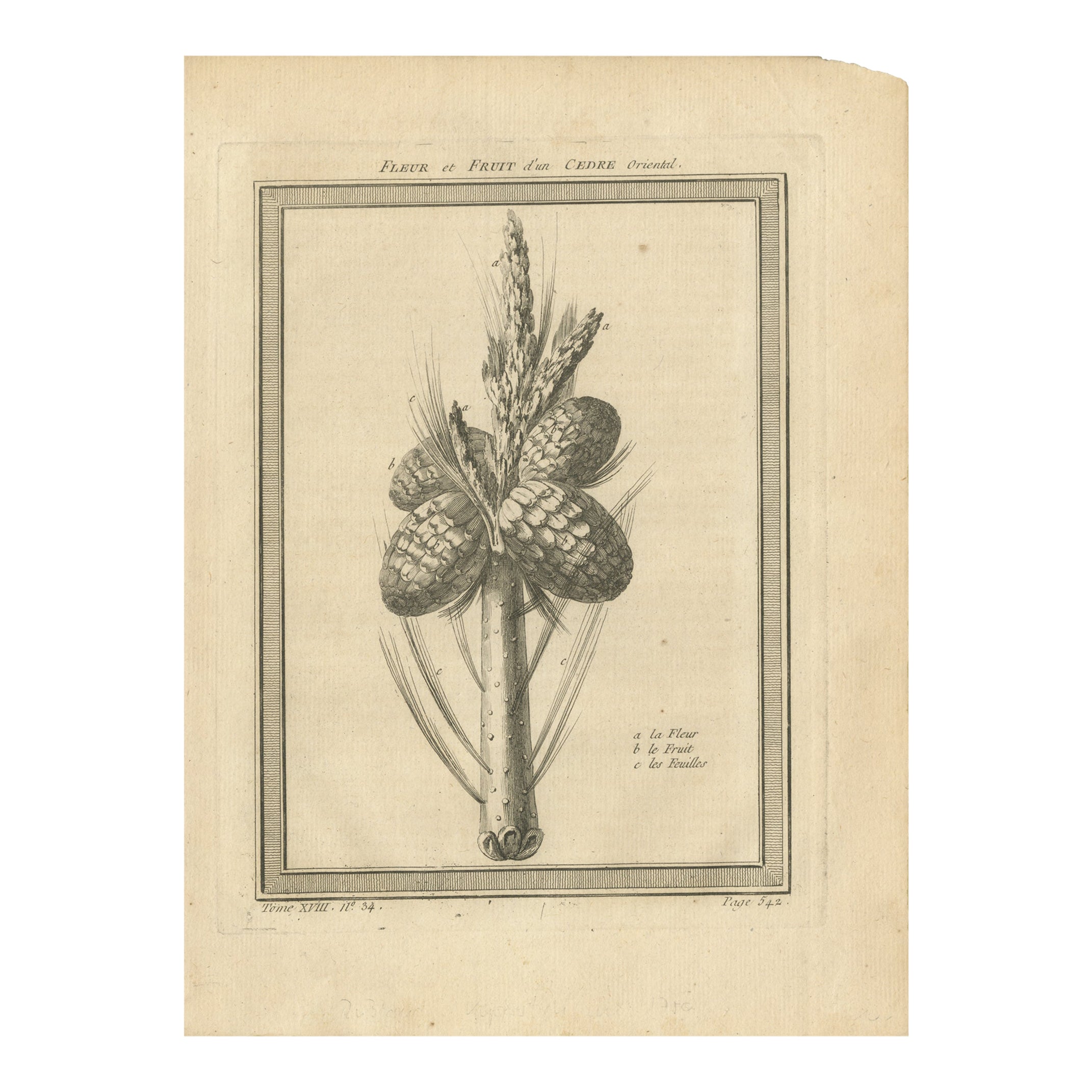 Antique Print of the Flower and Fruit of an Oriental Cedar, 1768 For Sale