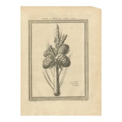 Impression ancienne de la fleur et du fruit d'un cèdre oriental, 1768