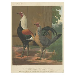 Antique Print of Duckwing Chicken by Cassell, c.1880