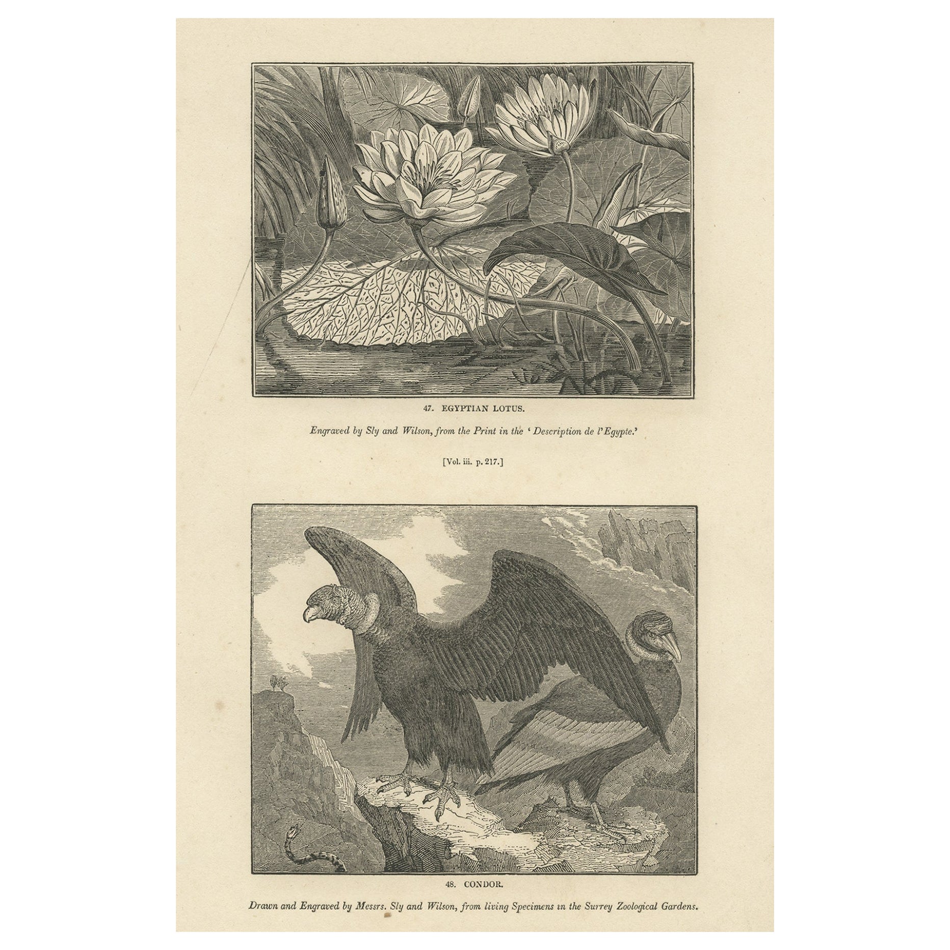 Gravure ancienne représentant un lotus égyptien et un oiseau Condor, 1835