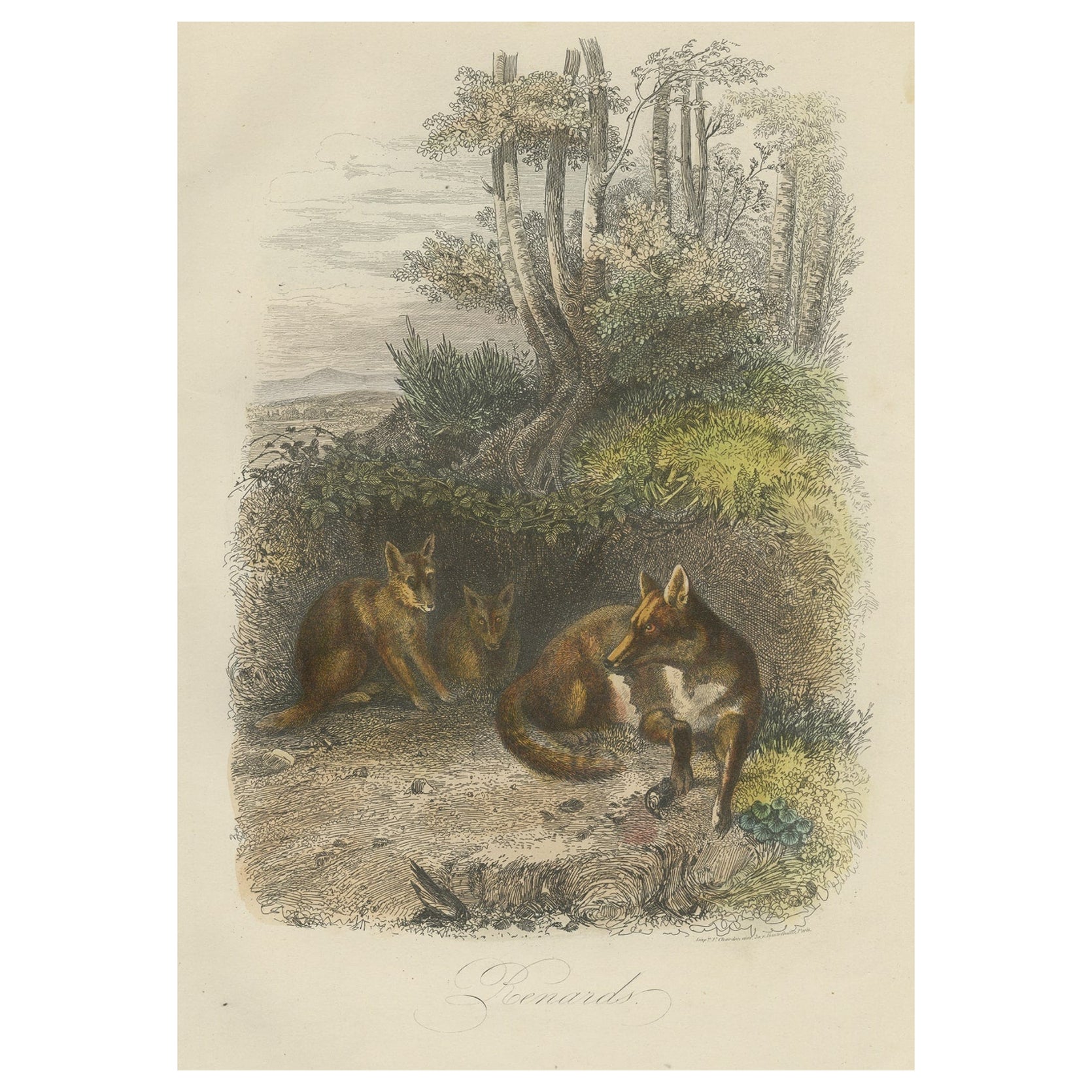 Stampa antica originale di volpi, 1854