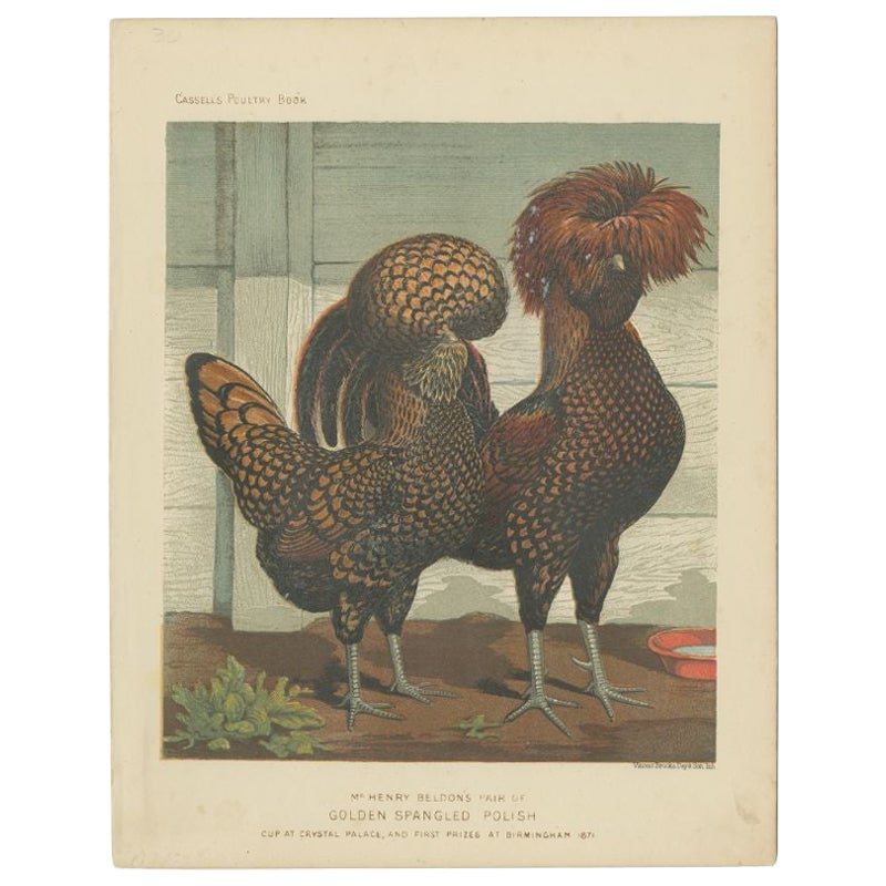 Antique Print of Golden Spangled Polish Chicken by Cassell (c.1880)