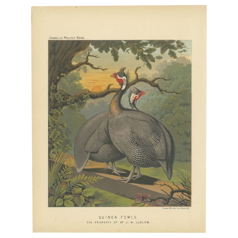 Original Antique Print of a Guineafowl Bird, c.1880 For Sale