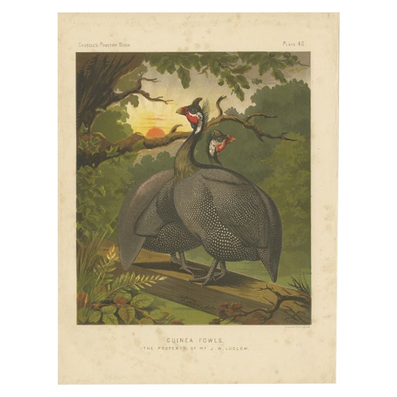 Decorative Original Antique Print of a Guineafowl Bird, 'C.1880' For Sale