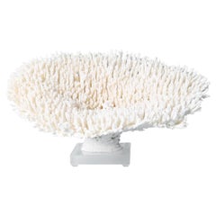 White Table Coral Specimen on Lucite