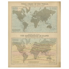 Antique Tidal Chart and Botanical Map, 1843