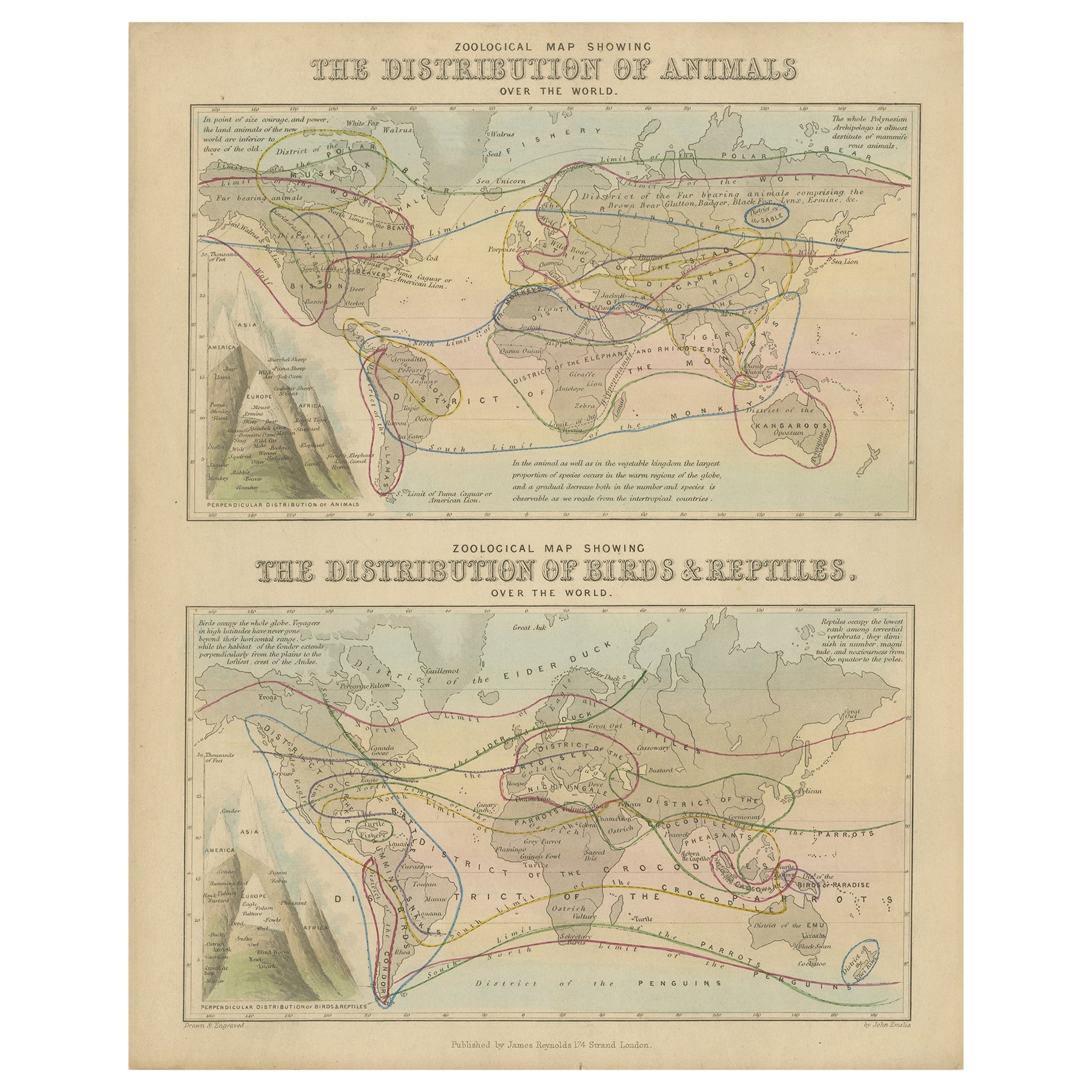 Carte zoologique ancienne, 1843 en vente