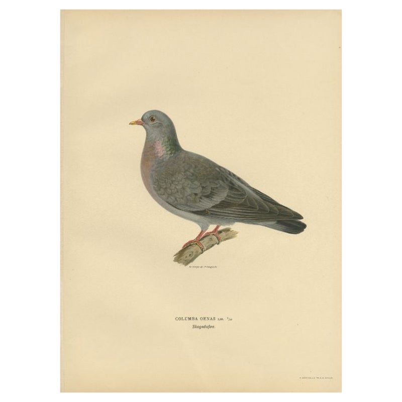 Antique Bird Print of the Stock Dove, 1929 For Sale