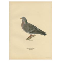 Antique Bird Print of the Stock Dove, 1929