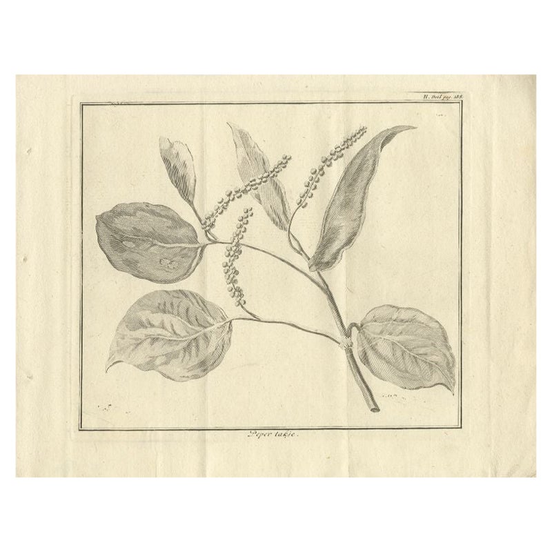 Antique Print of a Pepper Branch, 1739 For Sale