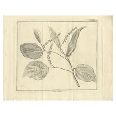 Antique Print of a Pepper Branch, 1739