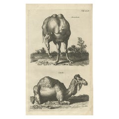 Antique Original Engraving of a Camel and Dromedary, 1657