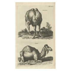 Gravure originale ancienne d'un camel et de Dromedary, 1657