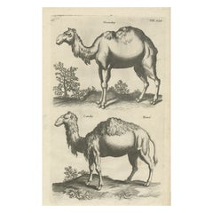 Gravure ancienne d'un camel et de Dromedary par Merian, 1657