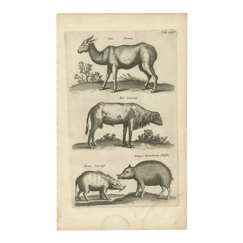 Antiker antiker Druck eines Lama, eines Guinea-Pfeifens und eines Guinea-Schafs mit Kragen, 1657 im Angebot