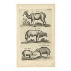 Antiker antiker Druck eines Lama, eines Guinea-Pfeifens und eines Guinea-Schafs mit Kragen, 1657