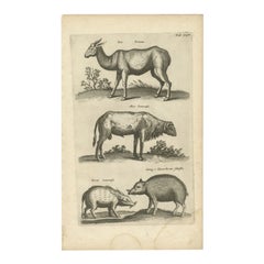 Impression ancienne d'un Lama, unagneau de Guinésie et de Guinésie, moutons et cavaliers à col, 1657