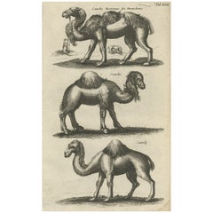Original Antique Engraving of a Camel and Dromedary, 1657