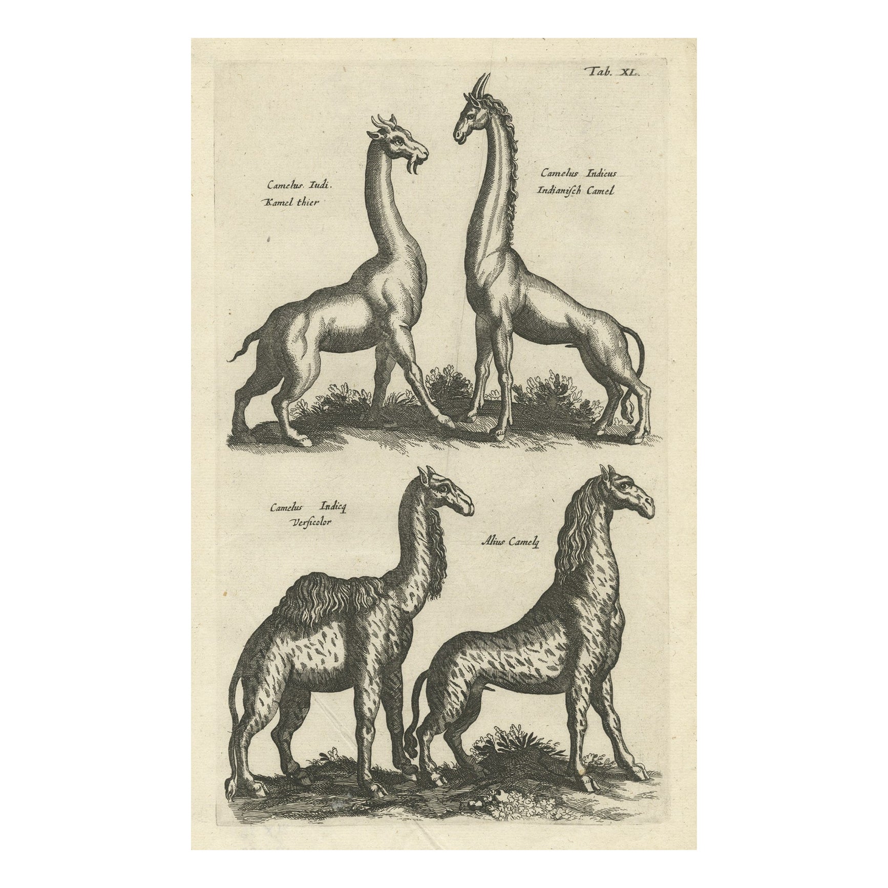 Rara stampa antica di vari animali, Camelus Iudi, Camelus Indicus etc., 1657